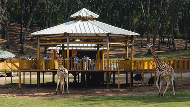 PARAÍSO DE JIRAFAS